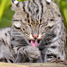Fishing cat licking front paw.