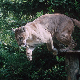 Mountain lion leaping.