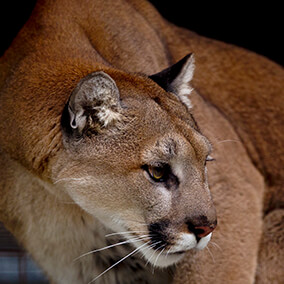 Mountain lion looking right.