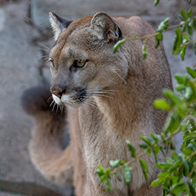 Mountain lion with tail curling up.