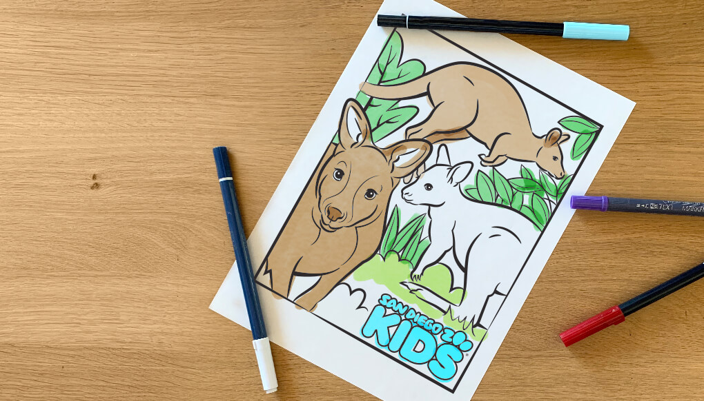 Coloring Page: Kangaroos and Wallabies