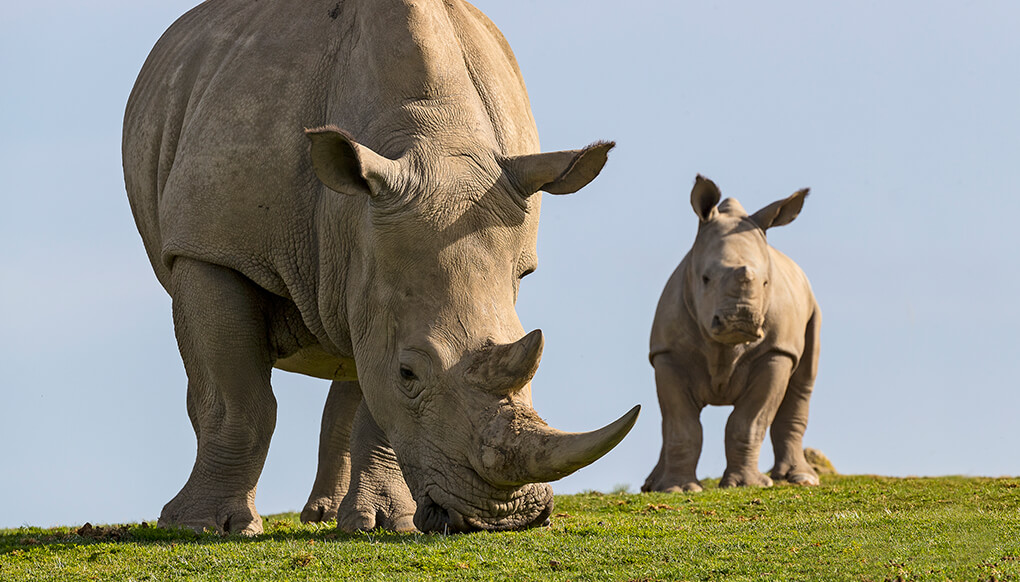 Rhino mom with calf.