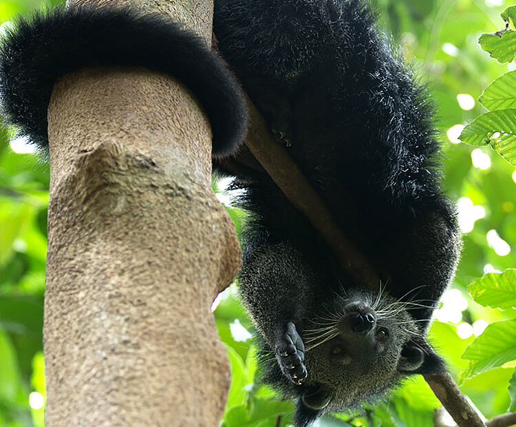 Binturong hanging upside down with its tail wrapped around a tree trunk.