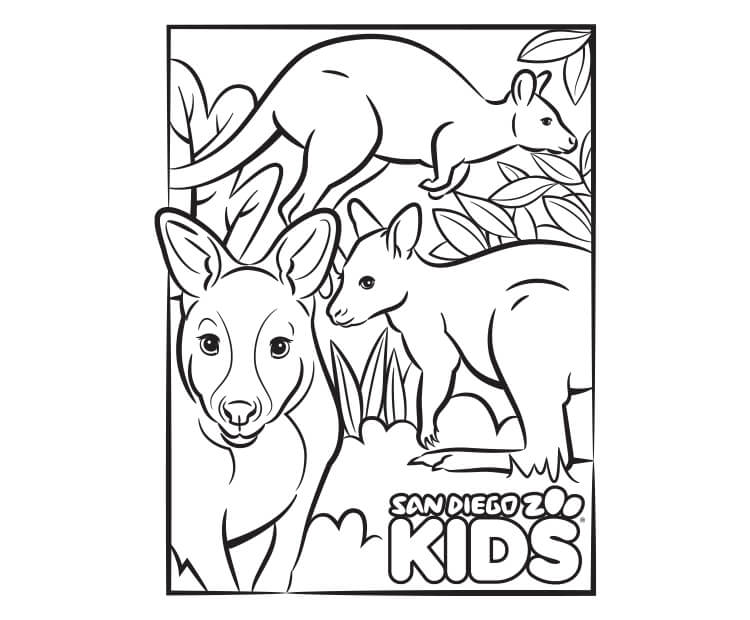 Kangaroo and wallaby line art