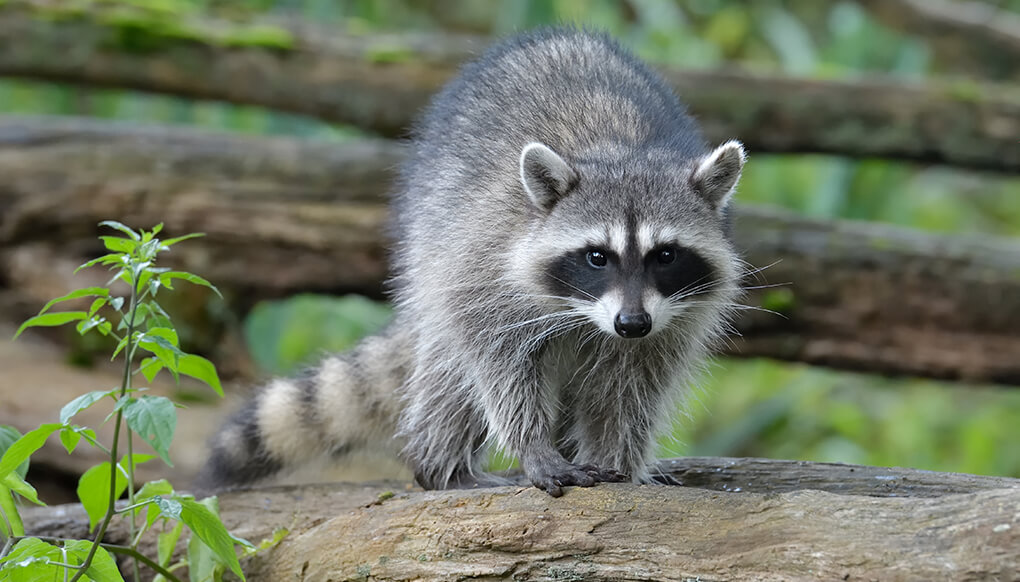 North American raccoon walking across log in the woods.