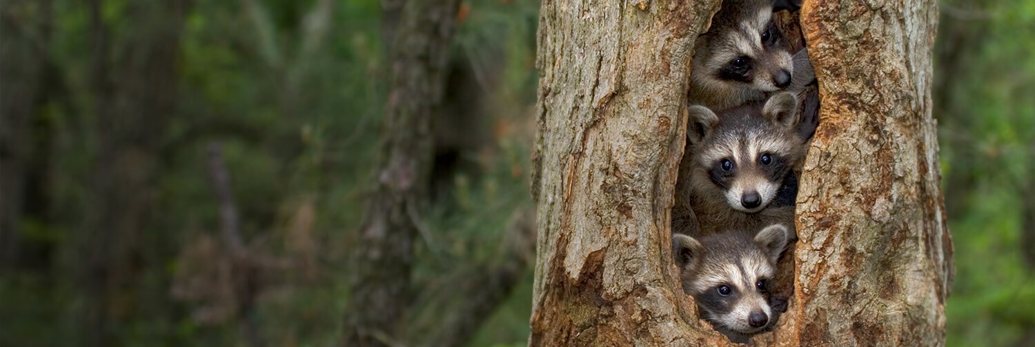 Baby raccoons peaking out of a tree trunk.