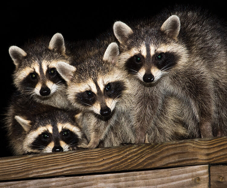 raccoon in tree at night