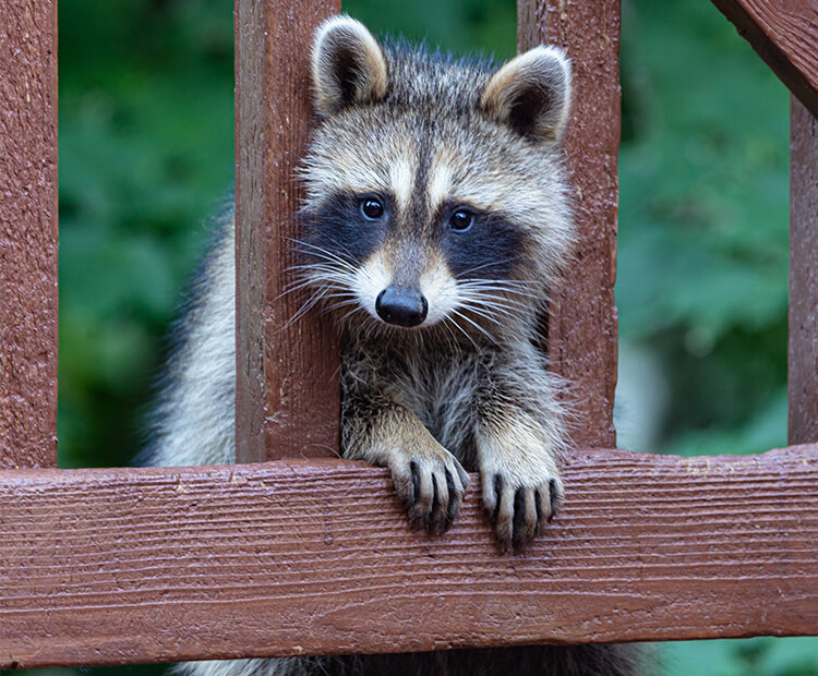 North American raccoon peaking through a wood fence.