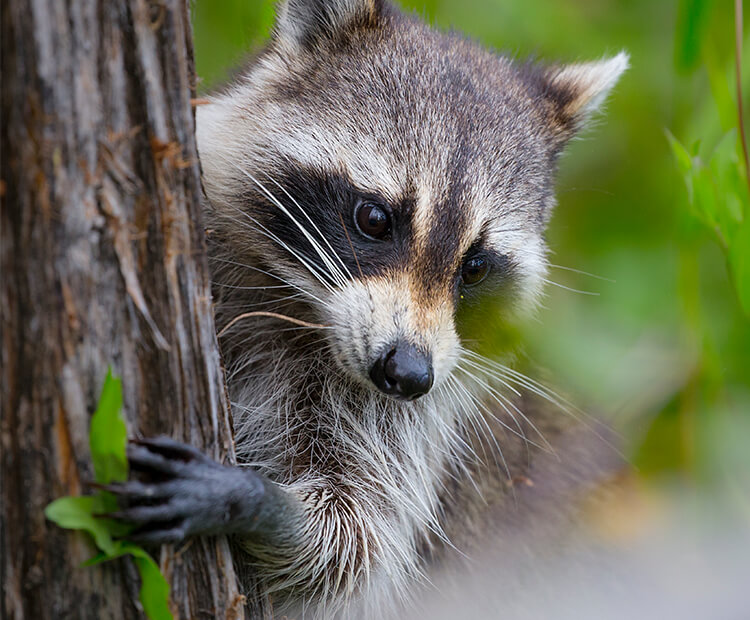 Raccoon holding onto a tree trunk in the woods.