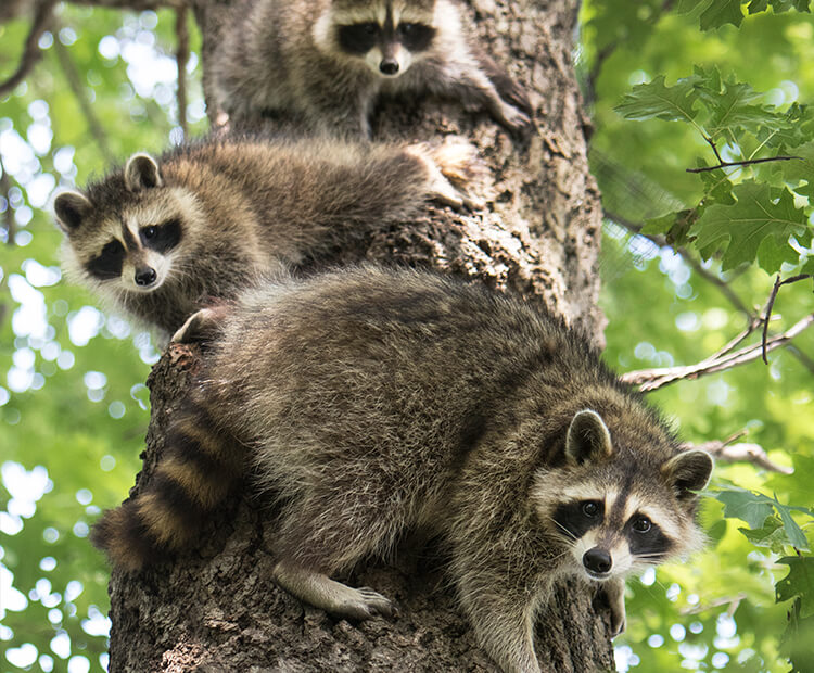 Family of raccoons climbing down a tree.