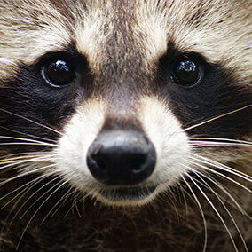Close-up of a raccoon's famous black eye markings.