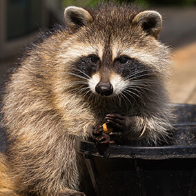 A raccoon washing its food in a tub of water.