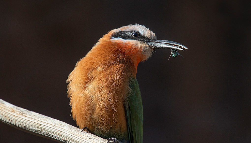 Bee-eater with bee in its beak.