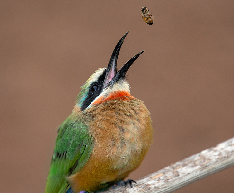 Bee-eater opening its beak as a tossed bee heads for its gullet.