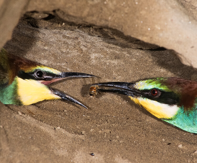 Bee-eater parent feeding a bee to a chick on its dirt tunnel nest.