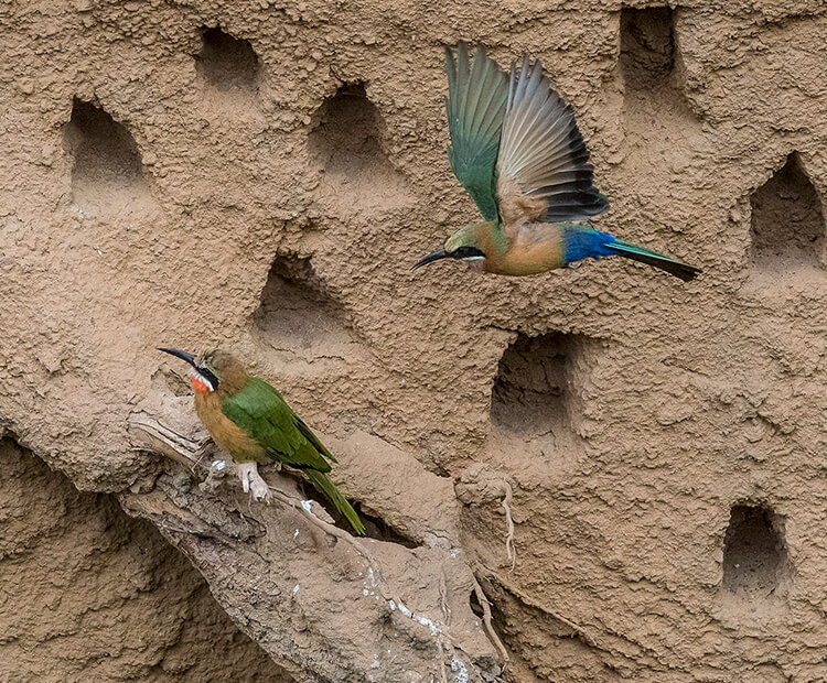 Bee-eaters in front of a dirt wall filled with multiple nest holes.