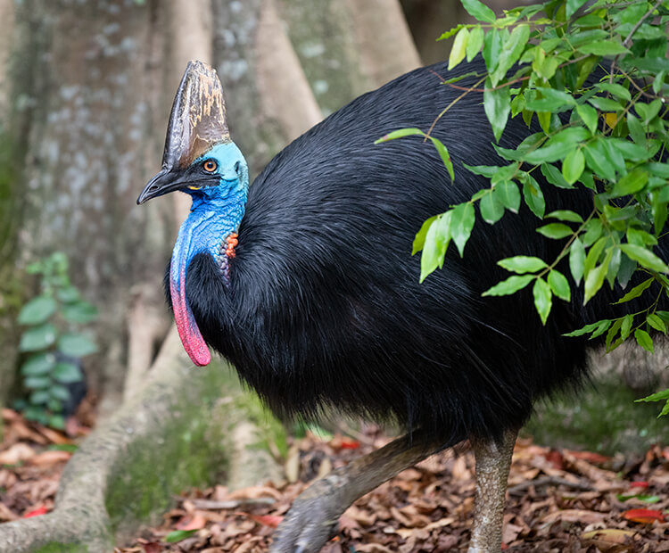 Cassowary walking through forest.