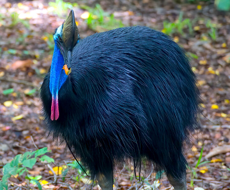 Cassowary eating a bright orange piece of fruit.