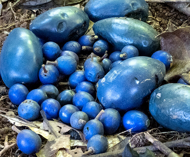 Bright blue cassowary plums and quandong fruit laying on a forest floor.