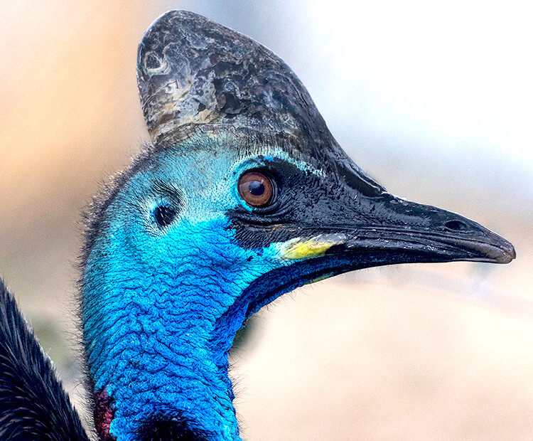 Cassowary profile.