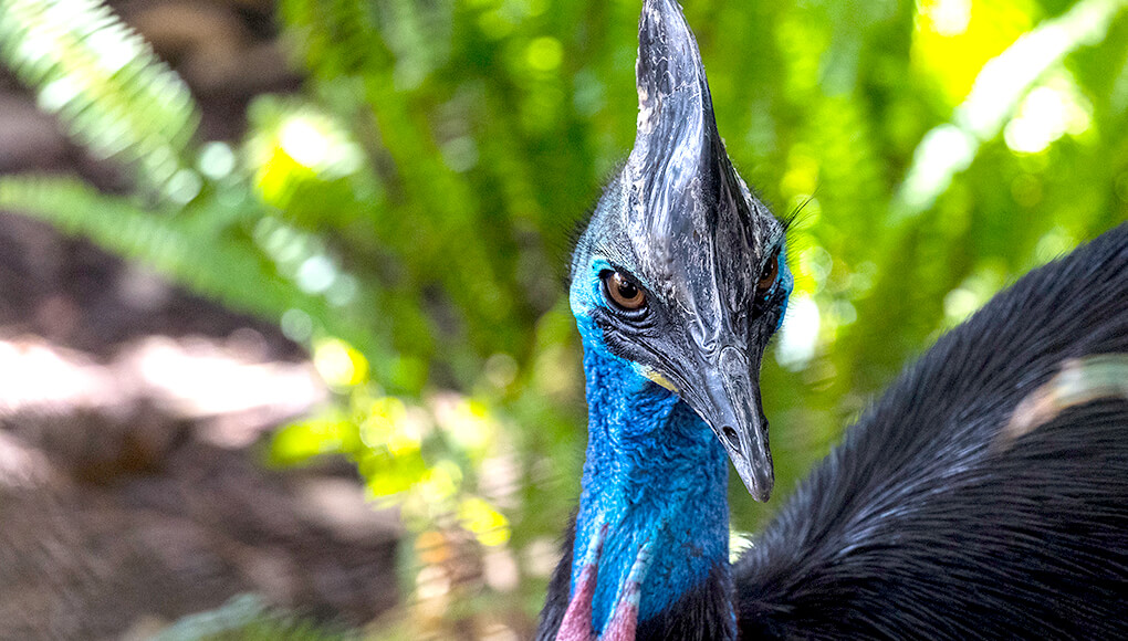 Cassowary portrait while walking in front of green foliage.