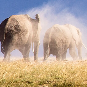African elephants kicking up dirt.