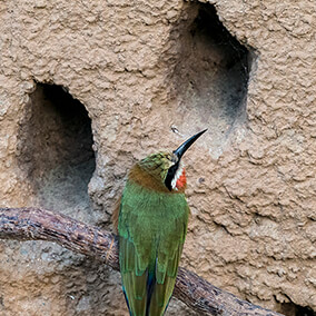 Bee-eater looking at nest hole.