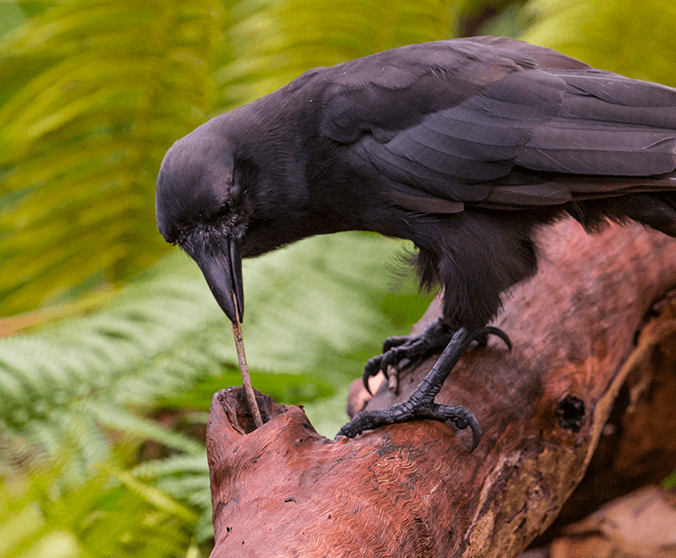 An Alala uses a stick in its beak to get food from a log. 
