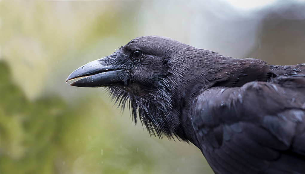 Close up picture of an alala bird.