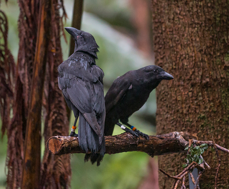 Two alala birds stand on a branch in thier natural habitat.