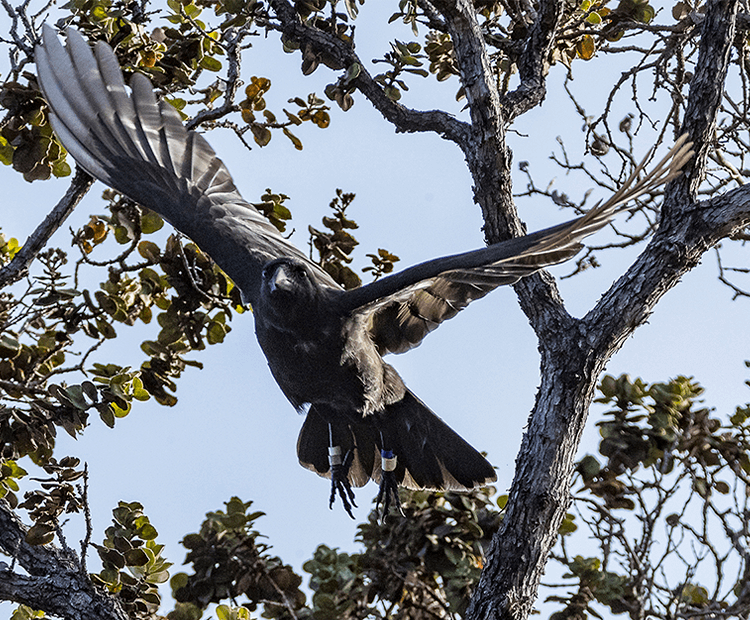 An Alala flying between trees