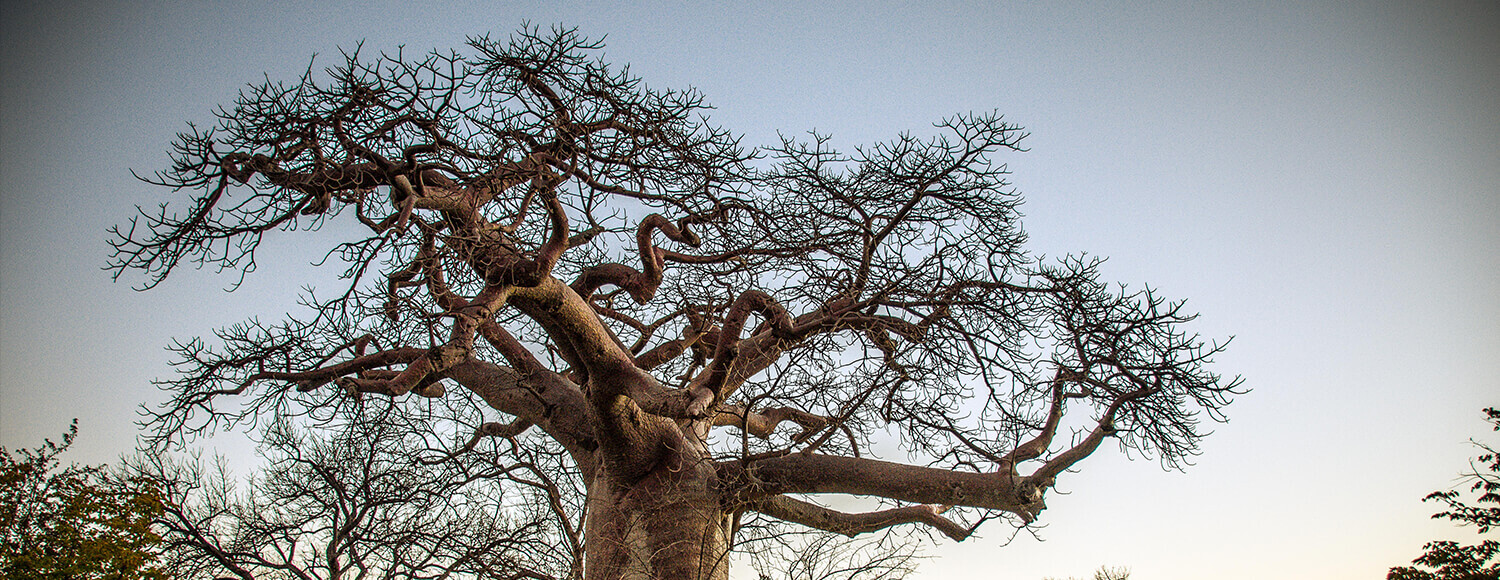 Look Sharp Tree