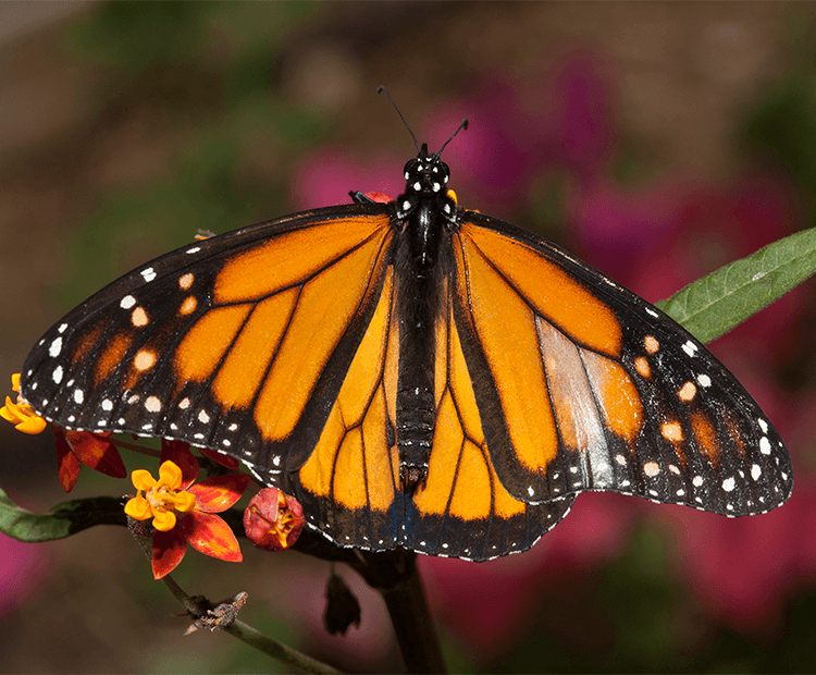Monarch spreads it's wings on some flowers.