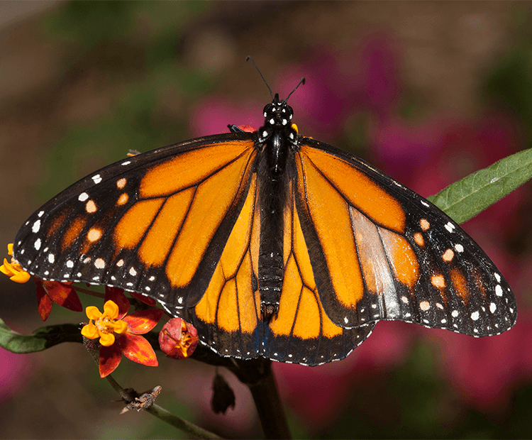 Monarch Butterfly – Curious Critters