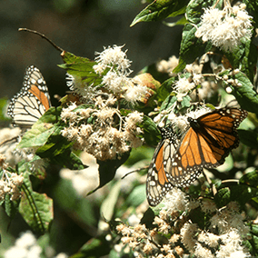 Monarch family on leaves & flowers. 