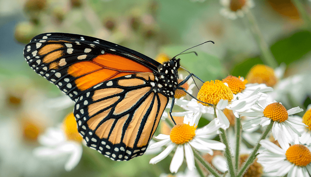 Monarch butterfly on flowers.