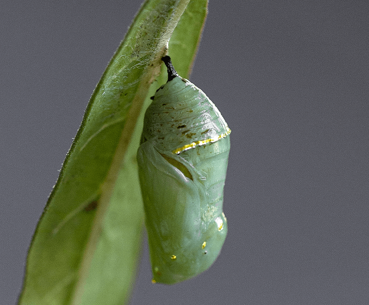 Monarch chrysalis.