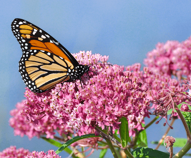 Monarch on milkweed. 