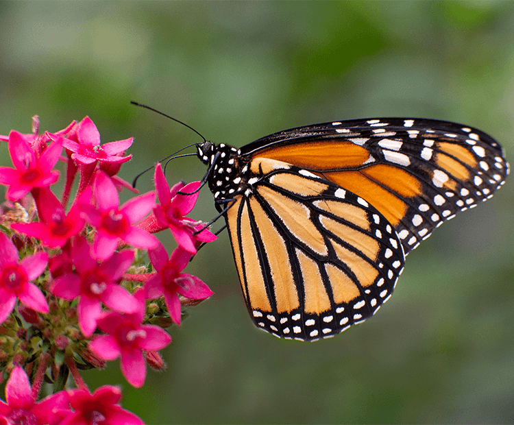 Monarch feeds from a flower. 