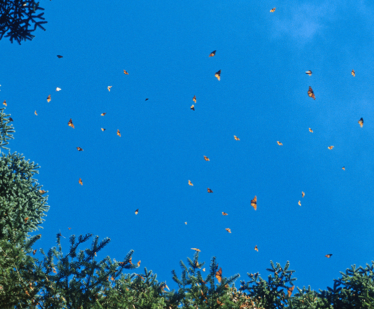 Group of Monarchs migrating. 