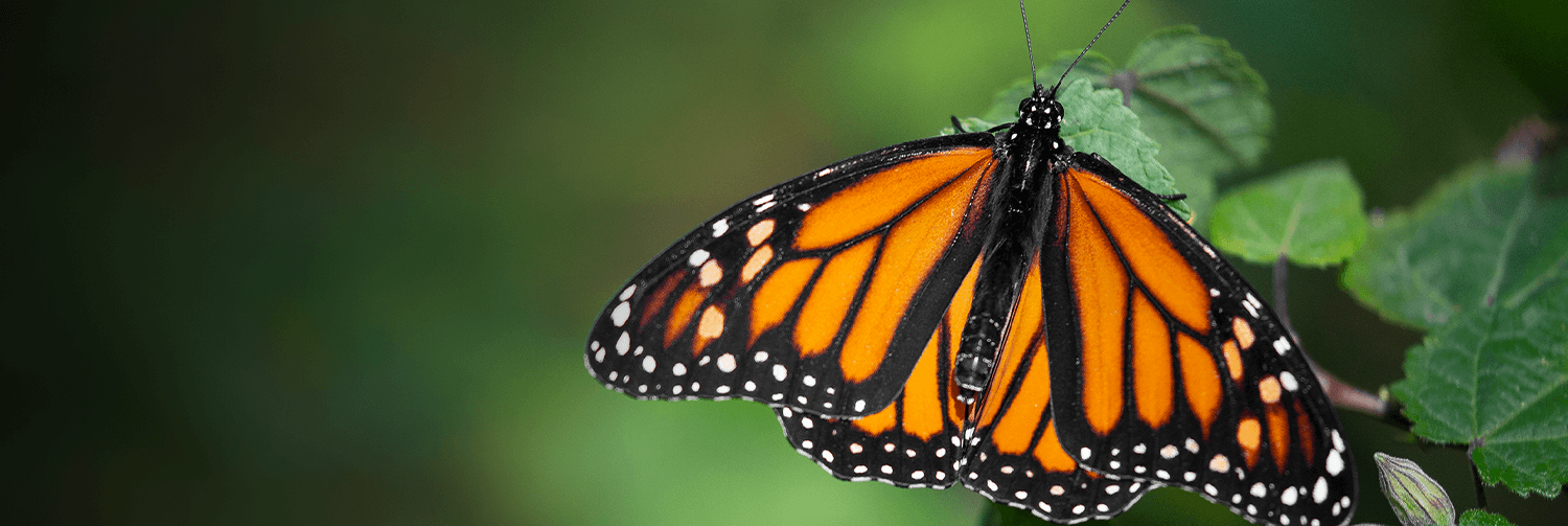Monarch spreads it's wings on a leaf