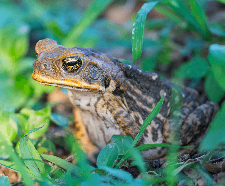 Cane toad sitting in grass. 