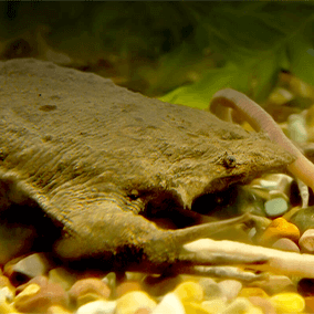 Surinam toad in the water. 