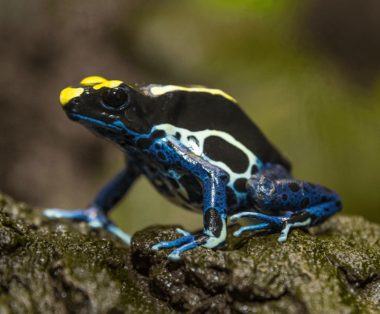 Toxic frog in the rainforest.