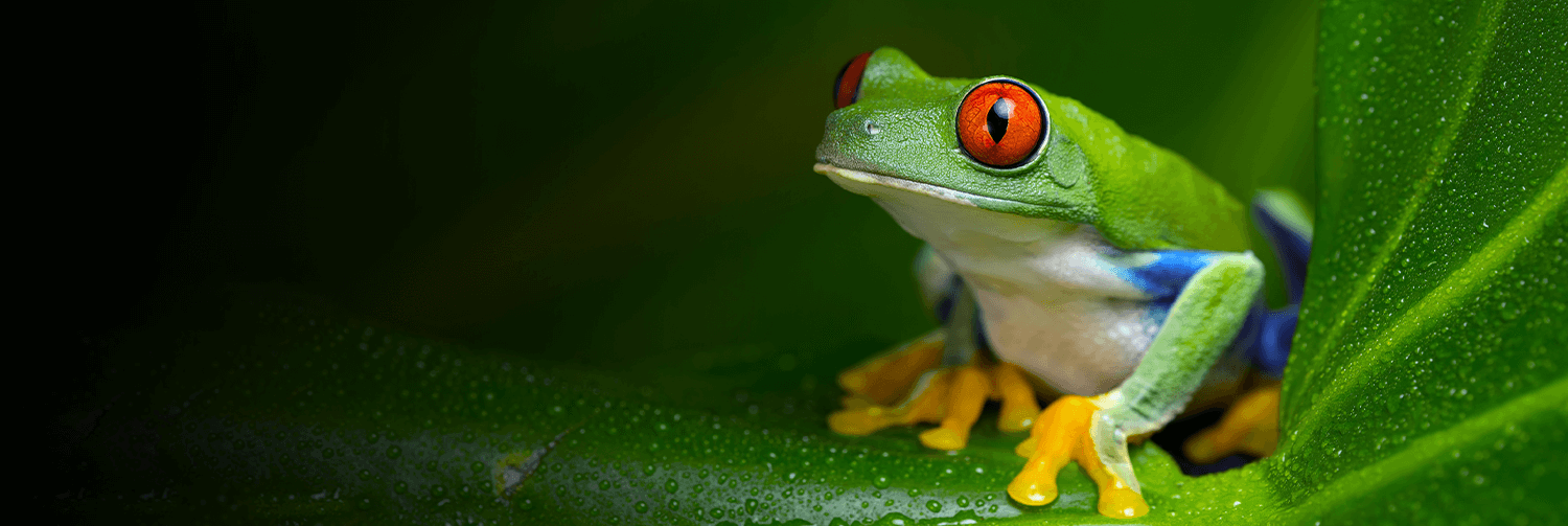 Tree frog on a leaf.