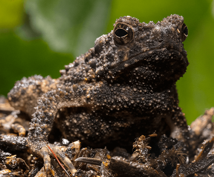 Toad with warty skin.