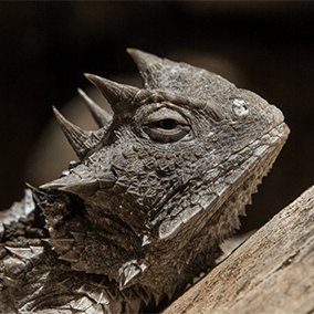 Close up of Horned Lizard's head. 