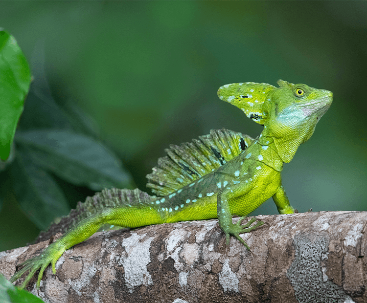 A lizard with dinosour like features. 