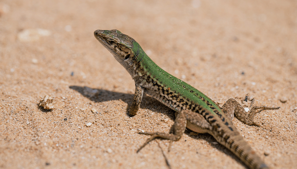 Lizard standing on the sand.