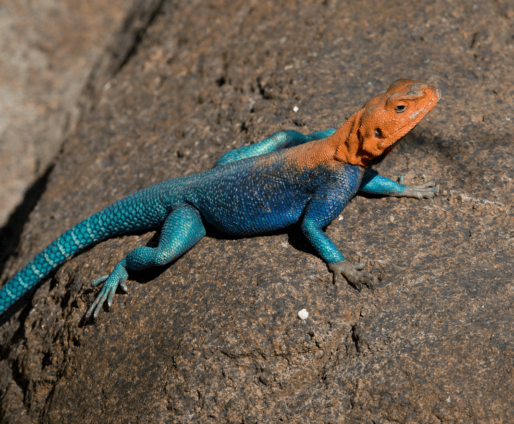 Red-headed agama on a rock. 